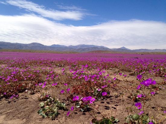 el Desierto Florido