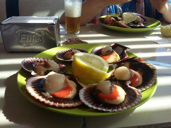 Ostiones Vivos
